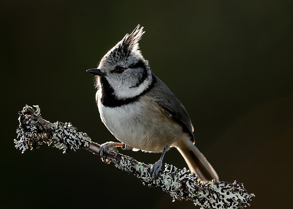 Crested Tit Lophophanes cristatus