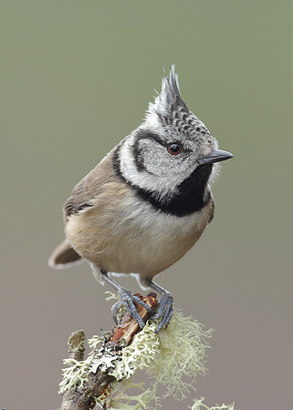 Crested Tit Lophophanes cristatus