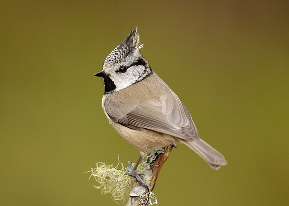 Crested Tit Lophophanes cristatus