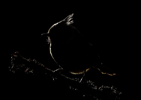 Crested Tit Lophophanes cristatus