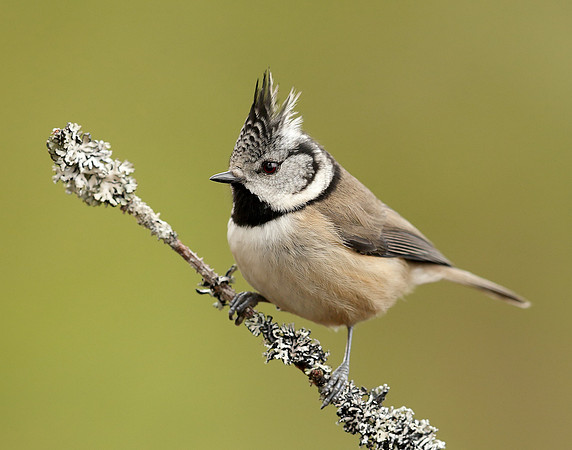 Crested Tit Lophophanes cristatus