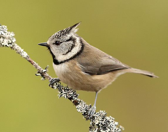 Crested Tit Lophophanes cristatus