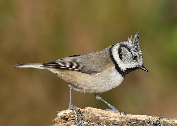 Crested Tit Lophophanes cristatus