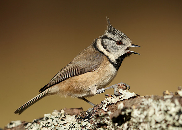 Crested Tit Lophophanes cristatus
