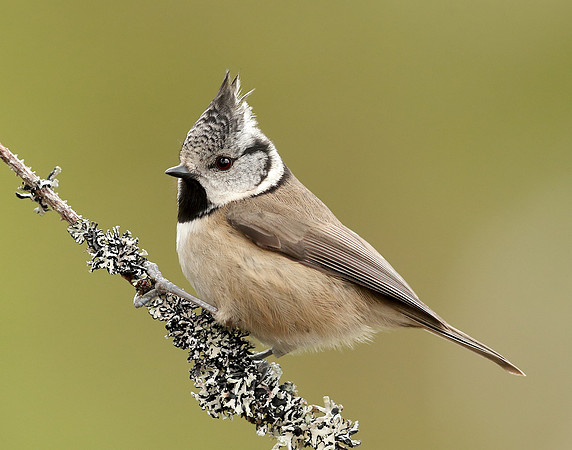 Crested Tit Lophophanes cristatus