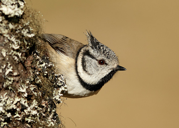 Crested Tit Lophophanes cristatus