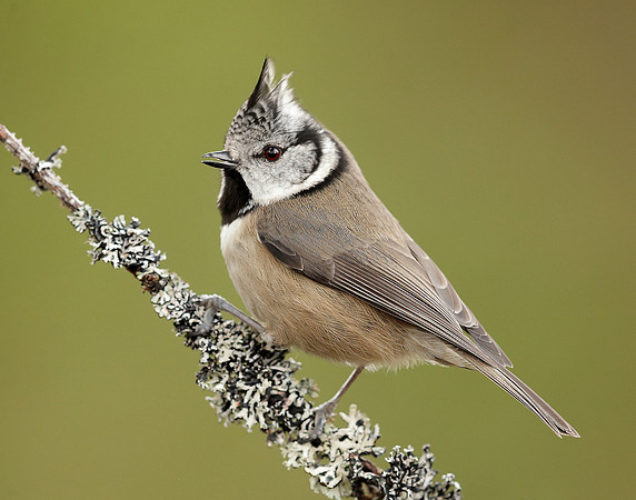 Crested Tit Lophophanes cristatus