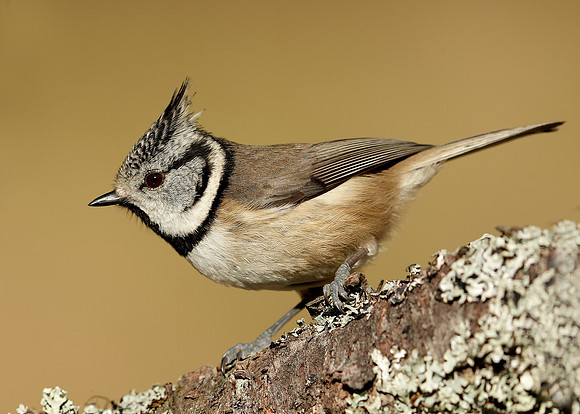 Crested Tit Lophophanes cristatus