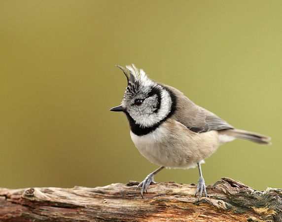Crested Tit Lophophanes cristatus