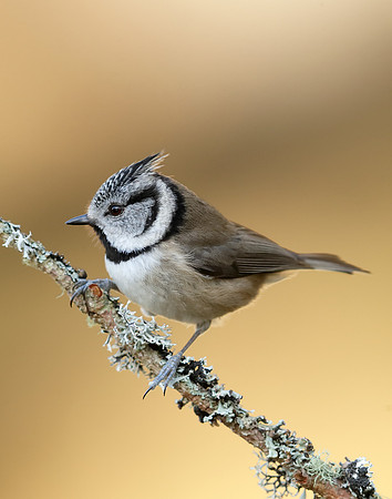 Crested Tit Lophophanes cristatus