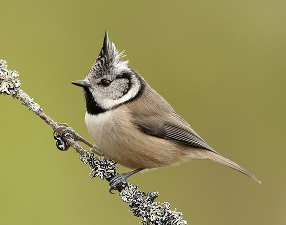 Crested Tit Lophophanes cristatus