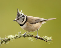 Crested Tit Lophophanes cristatus