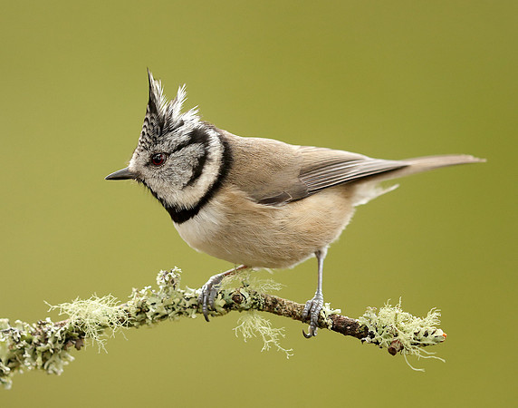 Crested Tit Lophophanes cristatus