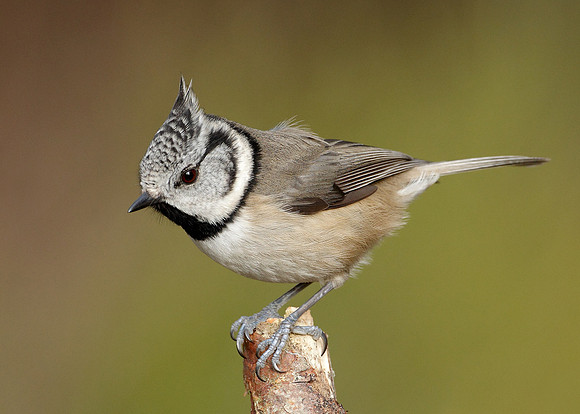 Crested Tit Lophophanes cristatus