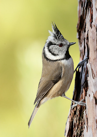 Crested Tit Lophophanes cristatus