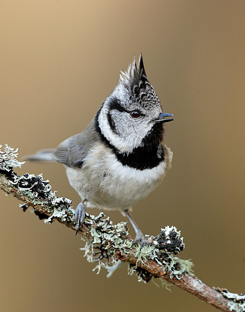 Crested Tit Lophophanes cristatus