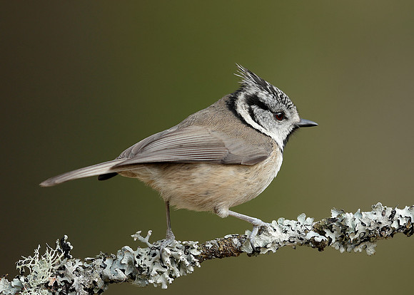Crested Tit Lophophanes cristatus