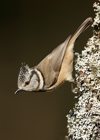 Crested Tit Lophophanes cristatus