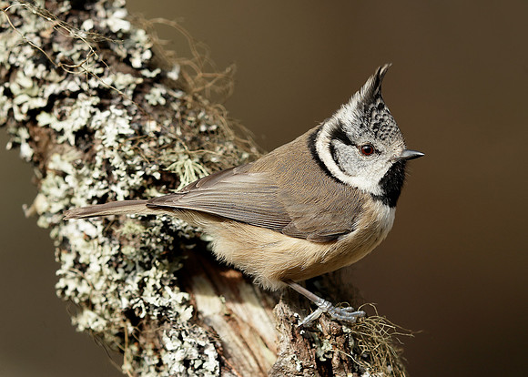 Crested Tit Lophophanes cristatus