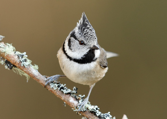 Crested Tit Lophophanes cristatus