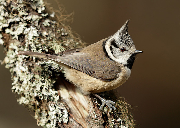 Crested Tit Lophophanes cristatus