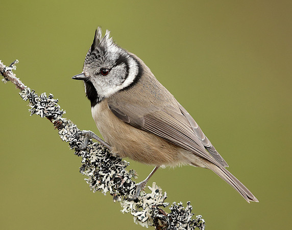 Crested Tit Lophophanes cristatus