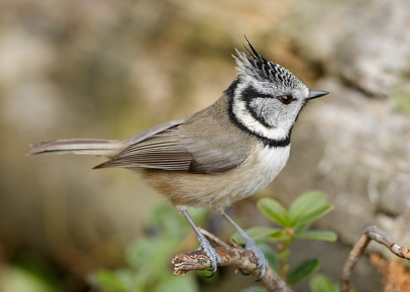 Crested Tit Lophophanes cristatus