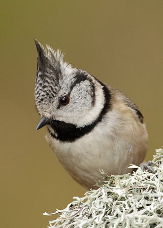 Crested Tit Lophophanes cristatus
