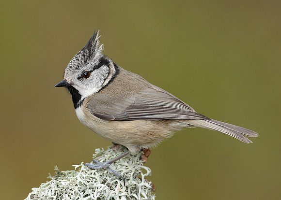 Crested Tit Lophophanes cristatus