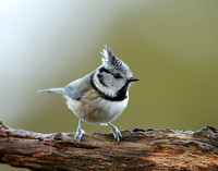 Crested Tit Lophophanes cristatus