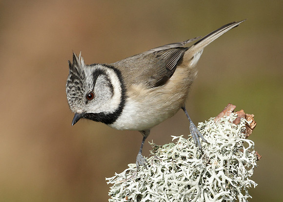 Crested Tit Lophophanes cristatus