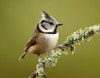 Crested Tit Lophophanes cristatus