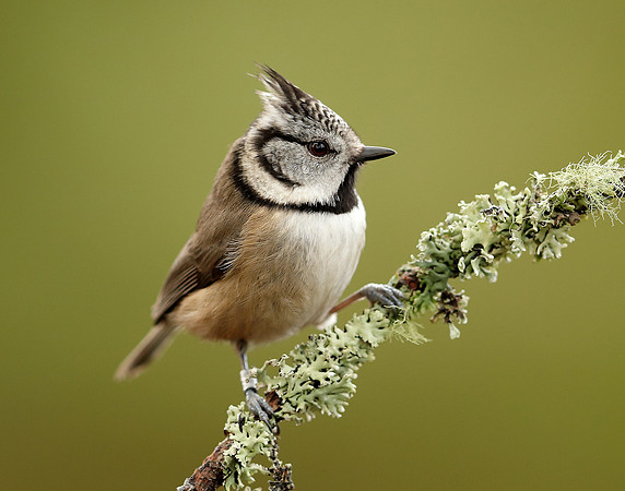 Crested Tit Lophophanes cristatus