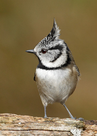 Crested Tit Lophophanes cristatus