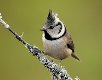 Crested Tit Lophophanes cristatus