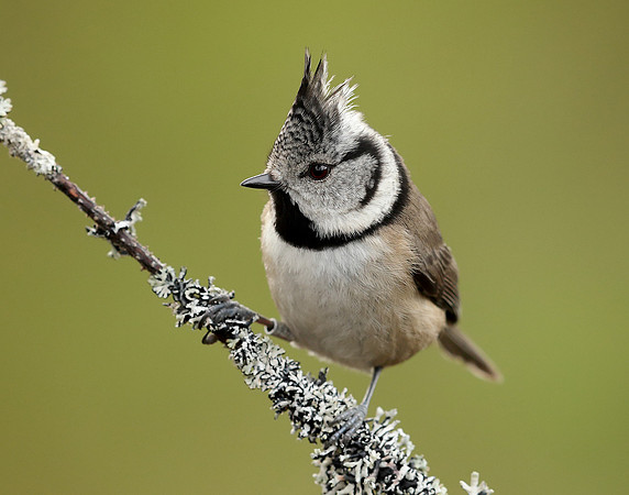 Crested Tit Lophophanes cristatus