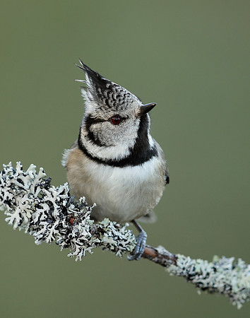 Crested Tit Lophophanes cristatus