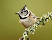 Crested Tit Lophophanes cristatus