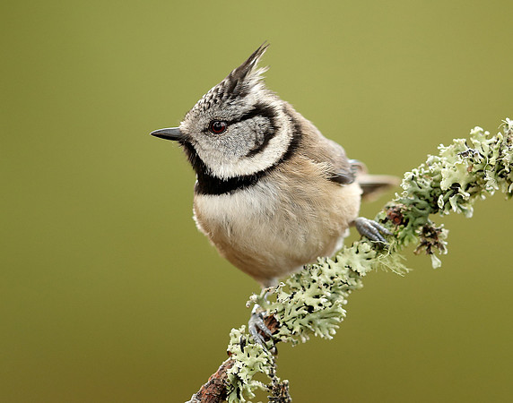Crested Tit Lophophanes cristatus