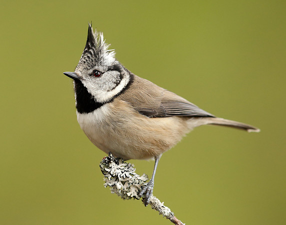 Crested Tit Lophophanes cristatus