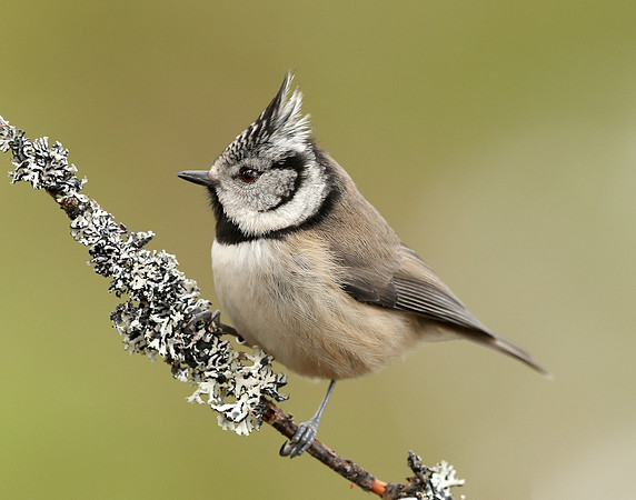 Crested Tit Lophophanes cristatus