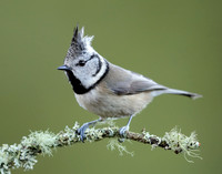 Crested Tit Lophophanes cristatus
