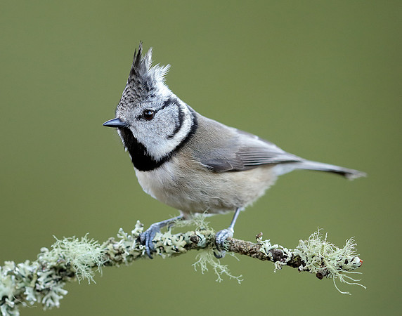 Crested Tit Lophophanes cristatus