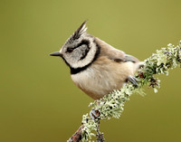 Crested Tit Lophophanes cristatus