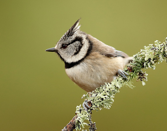 Crested Tit Lophophanes cristatus