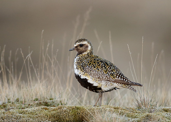 Golden Plover Pluvialis apricaria