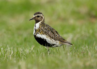 Golden Plover Pluvialis apricaria