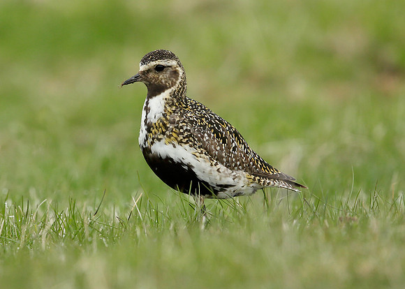 Golden Plover Pluvialis apricaria