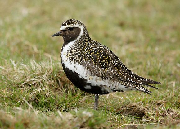 Golden Plover Pluvialis apricaria