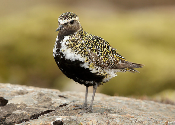 Golden Plover Pluvialis apricaria